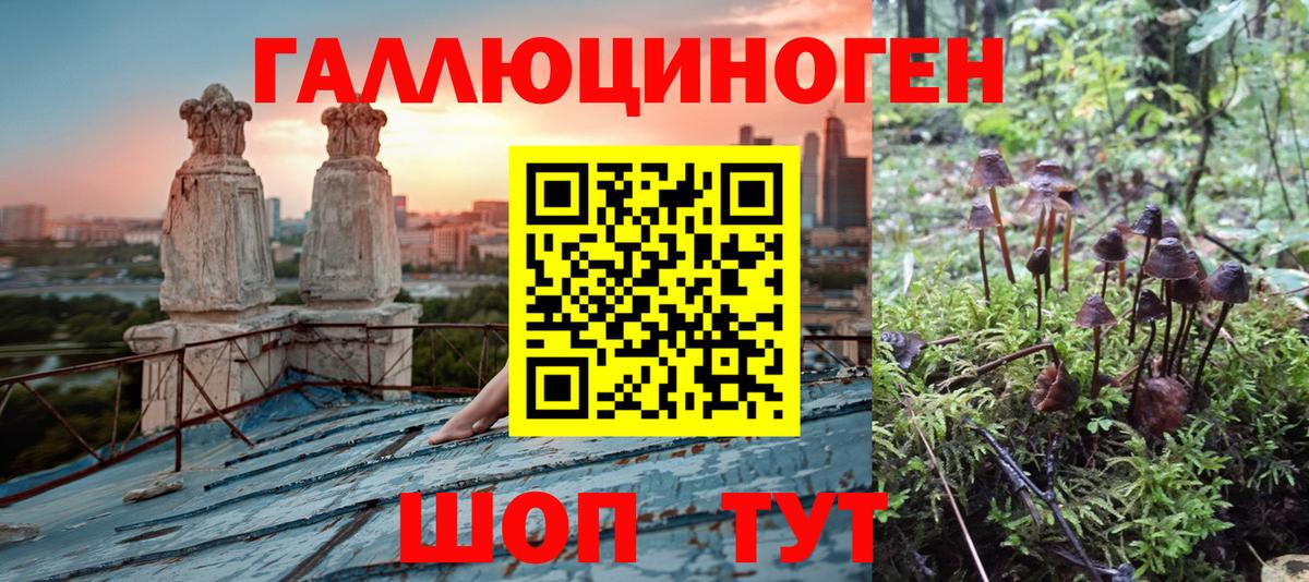 Галлюциногенные грибы Psilocybe Томск